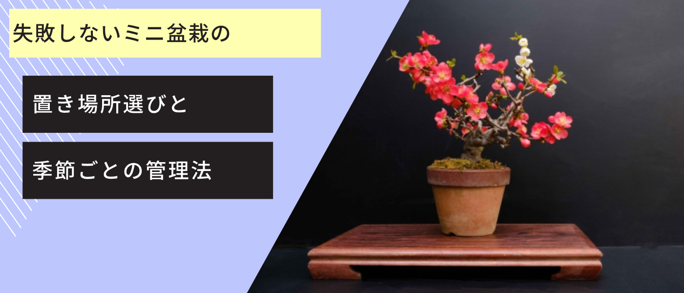 失敗しないミニ盆栽の置き場所選びと季節ごとの管理法
