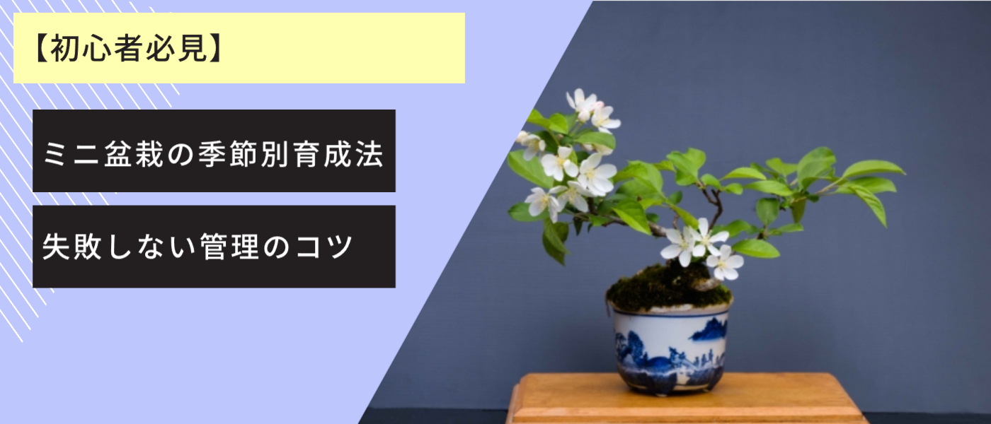 【初心者必見】ミニ盆栽の季節別育成法｜失敗しない管理のコツ